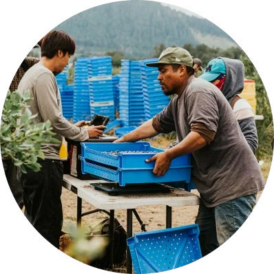 A FairPick LE scale set up on a folding table in the field while a picker loads lugs and a supervisor holds the tablet