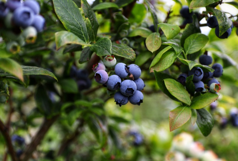 innov8-ag-blueberry-market-timing-harvest-intelligence-2026-season